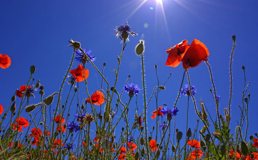 plat o mekano blommor