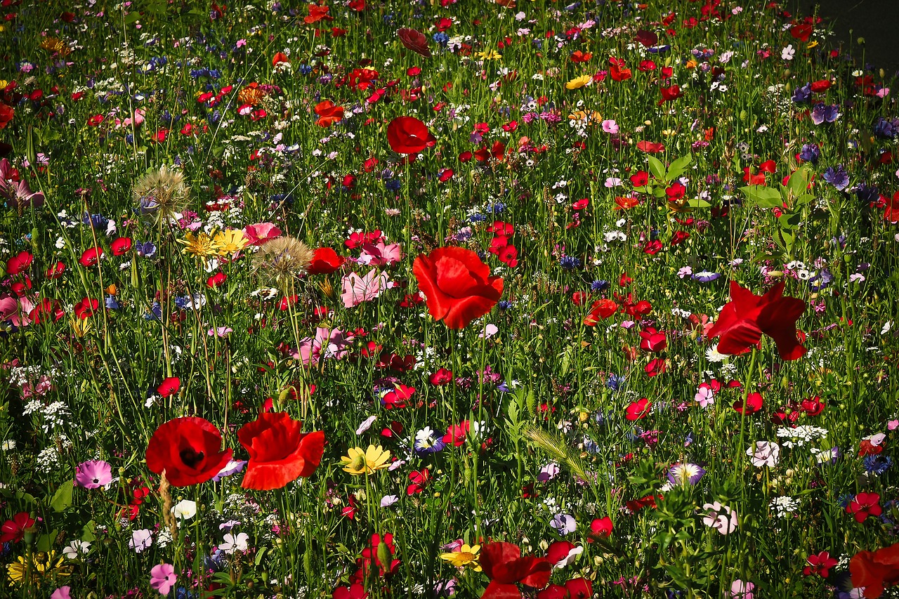 Blomsteräng