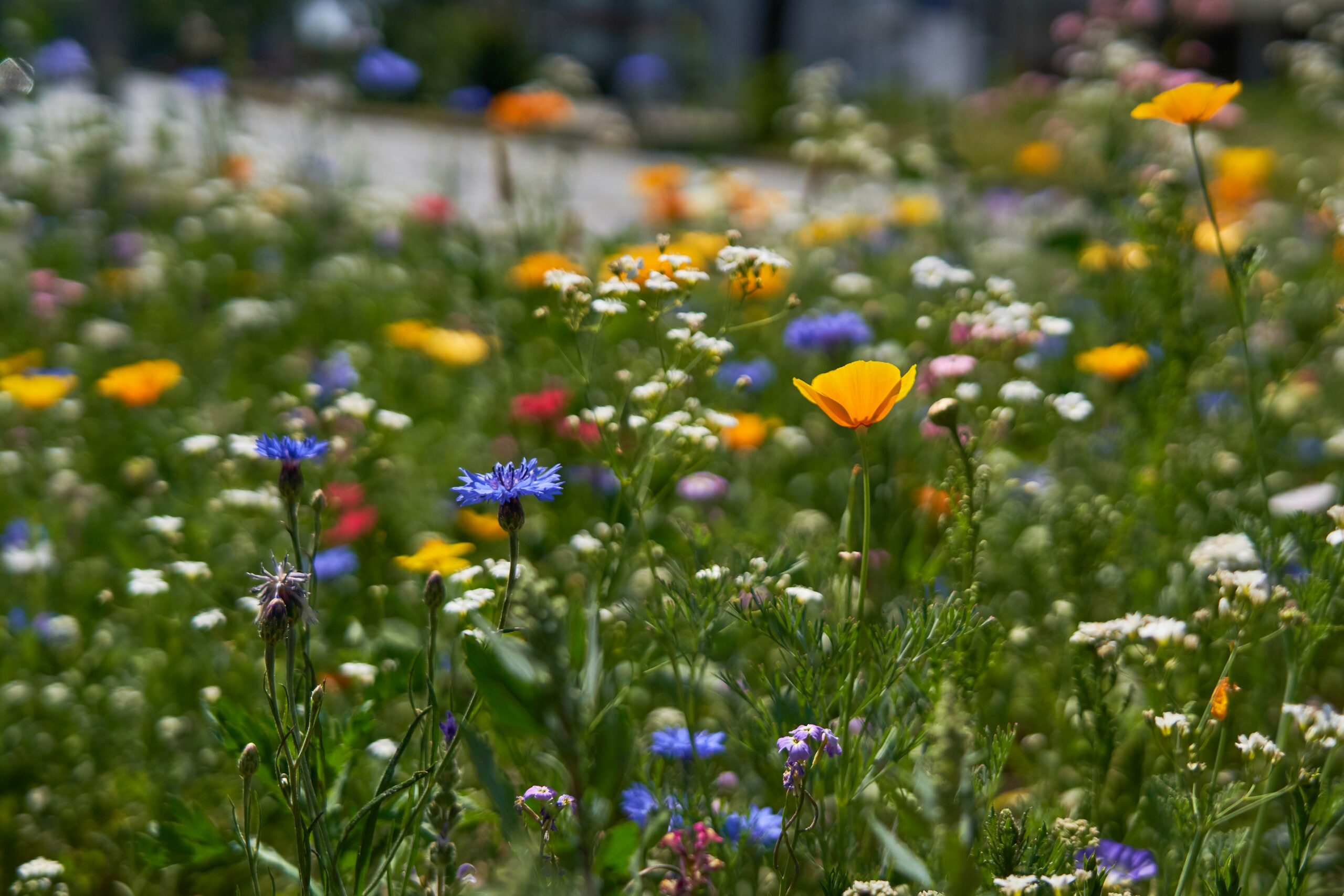 En grön sommaräng med små gula, vita, blåa och röda blommor.